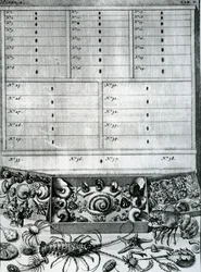 Tabel II fra 